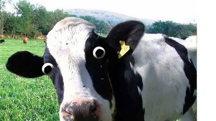 meghalaya government against cow slaughter ban meghalaya government against cow slaughter ban
