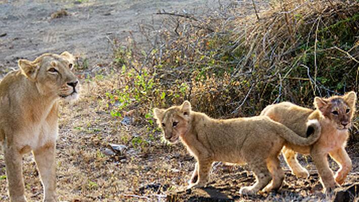 lions roaming Gujarat town lions roaming Gujarat town