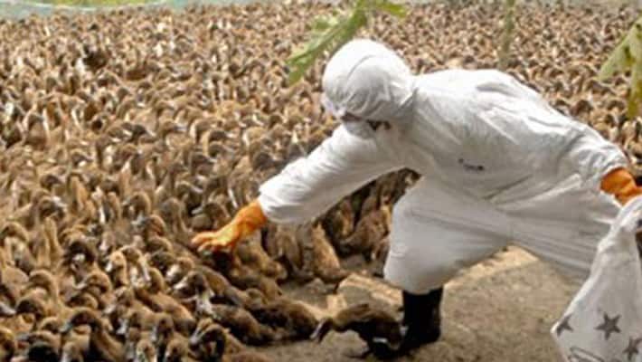 birds and monkish died bunch and bunch at Kerala by flu and corona virus birds and monkish died bunch and bunch at Kerala by flu and corona virus