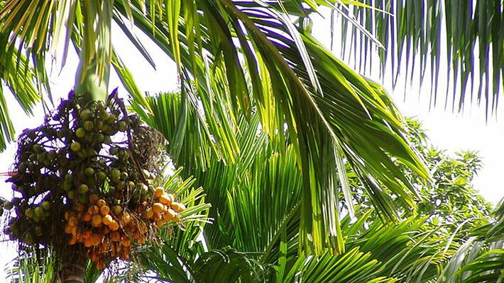 Karnataka Horticulture Minister Munirathna Assures to areca nut growers hls Karnataka Horticulture Minister Munirathna Assures to areca nut growers hls