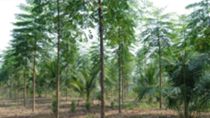 kumilTree Cultivation Planting Season Seed kumilTree Cultivation Planting Season Seed