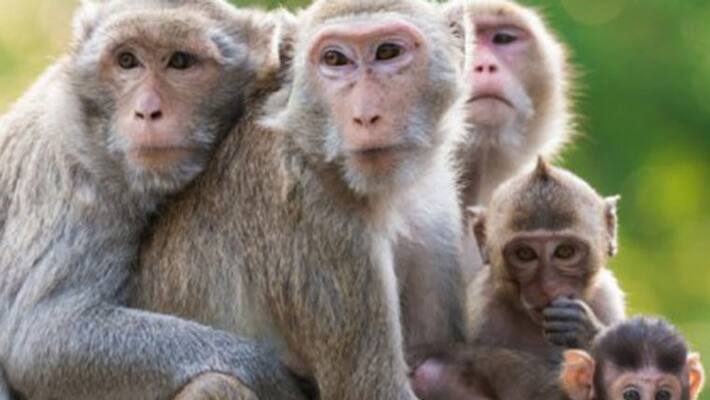 Elderly woman dies in Kamareddy district of Telangana after being attacked by a group of monkeys Elderly woman dies in Kamareddy district of Telangana after being attacked by a group of monkeys