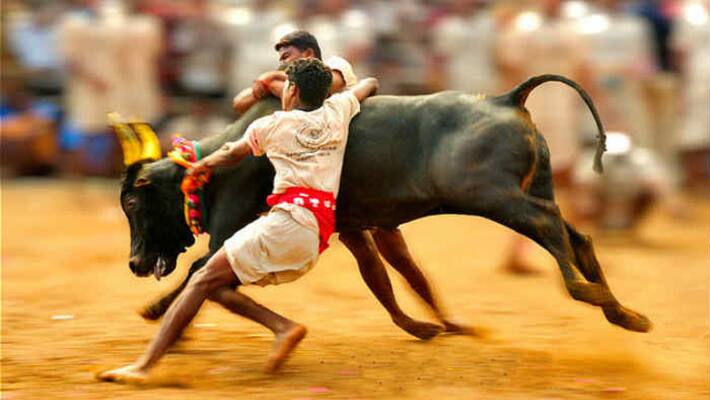 several injured in Jallikattu Competition in chandragiri in tirupati district several injured in Jallikattu Competition in chandragiri in tirupati district