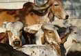 Truck loaded with cows seized by police in Bhilwara