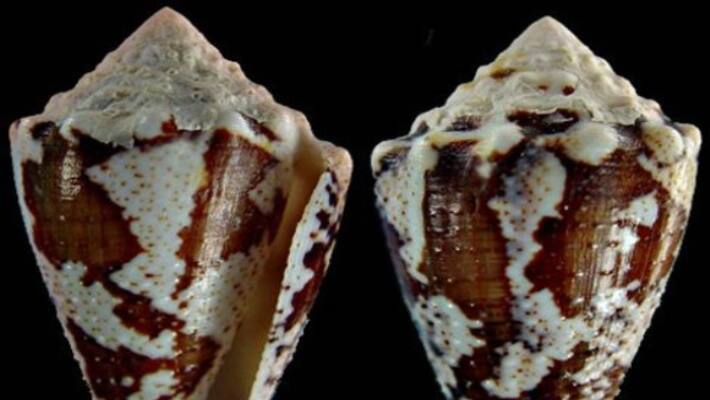 This sea snail poison is a relief for all the pain ... This sea snail poison is a relief for all the pain ...
