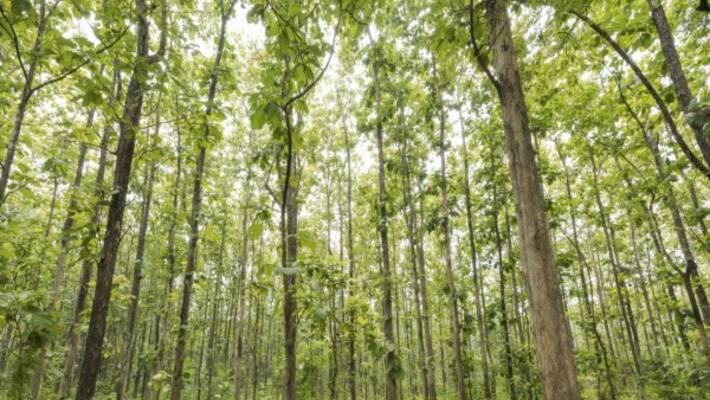How can a teak tea plantation grow in a well-developed garden? How can a teak tea plantation grow in a well-developed garden?