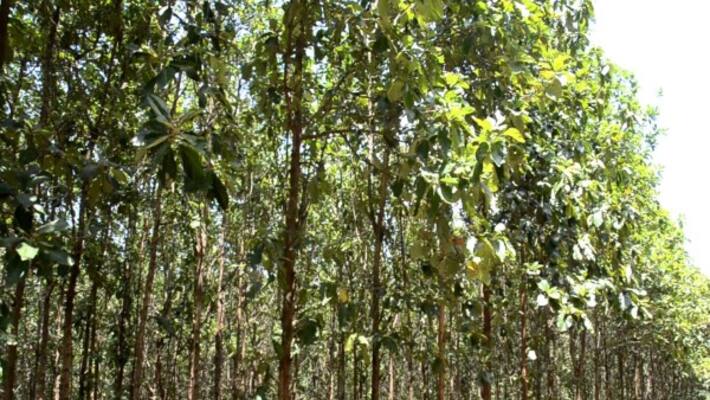 How to remove the bark in the teak tree? When to remove ... How to remove the bark in the teak tree? When to remove ...