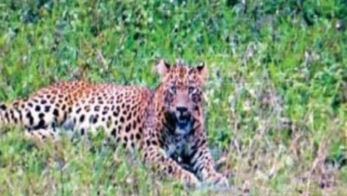 cheetah appears at kukarpally in hyderabad