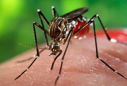 Zika ICMR team Rajasthan Jaipur dengue chikungunya mosquito World Health Organisation