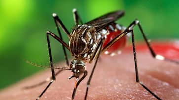 Zika virus Jaipur mosquito borne disease National Centre for Disease Control