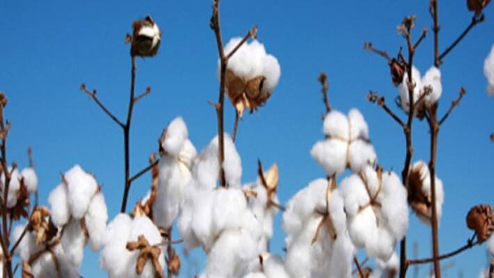 How to prevent pest attack on cotton How to prevent pest attack on cotton
