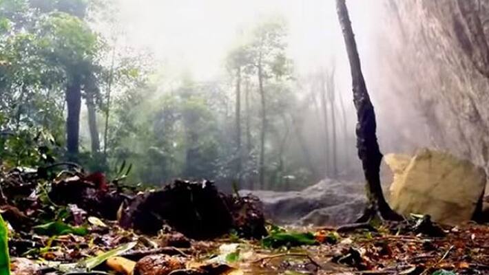 Rio's Rain Forest Tijuca Rio's Rain Forest Tijuca