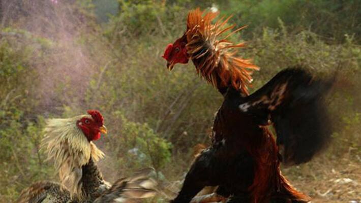 bullet bike offer in cock fight in krishna district bullet bike offer in cock fight in krishna district