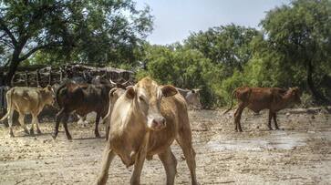 Protection of Calves While Illegal Transportation Vehicle Accident in Vijayapura grg Protection of Calves While Illegal Transportation Vehicle Accident in Vijayapura grg