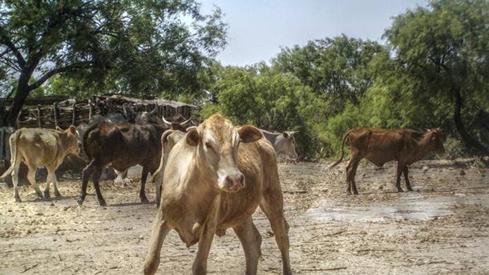 cattle slaughter rules sc seeks explanation from centre cattle slaughter rules sc seeks explanation from centre
