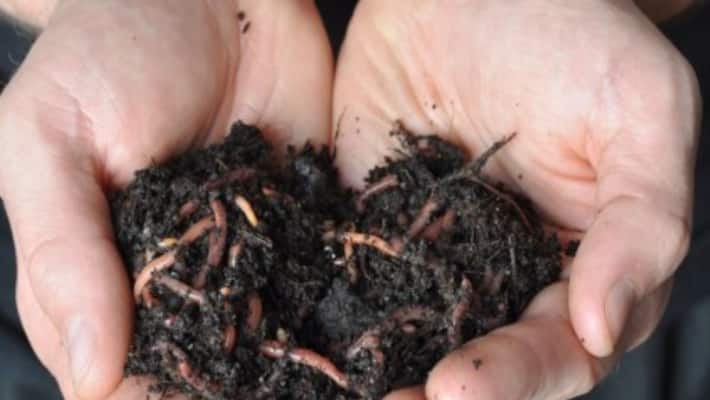 When the worm is prepared all of them will pay great attention ... When the worm is prepared all of them will pay great attention ...