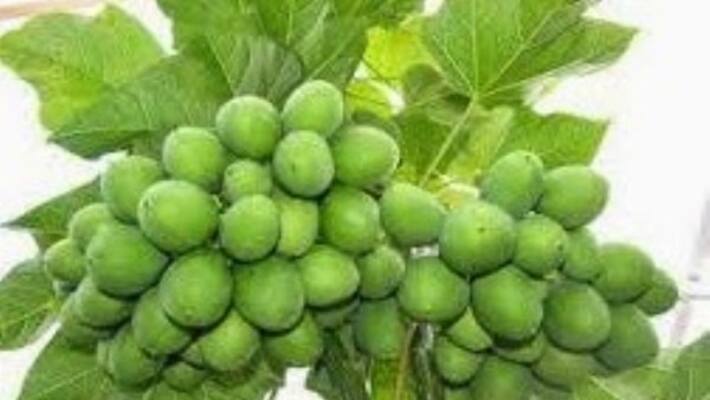 Here are the technologies for Gatamana cultivation to produce bio diesel. Here are the technologies for Gatamana cultivation to produce bio diesel.