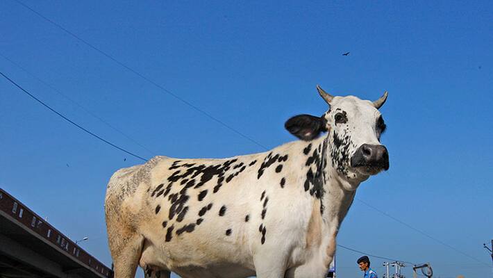 Tirthahalli Police Arrest Person Try to Carry cow Tirthahalli Police Arrest Person Try to Carry cow