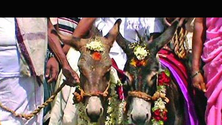 Andhra pradeshs Kurnool villagers beg for rain, marry off donkeys Andhra pradeshs Kurnool villagers beg for rain, marry off donkeys