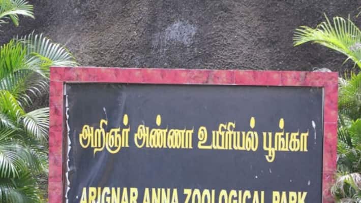 Corona for 9 lions at Vandalur Zoo Corona for 9 lions at Vandalur Zoo