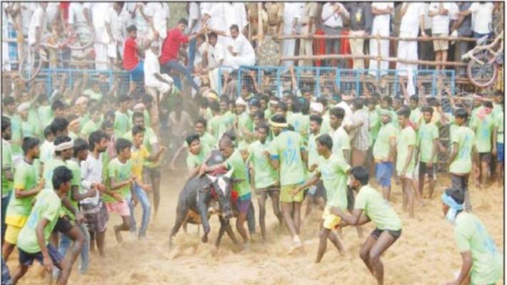 jallikkattu competition with 900 bulls 10 people were injured by bulls hit jallikkattu competition with 900 bulls 10 people were injured by bulls hit