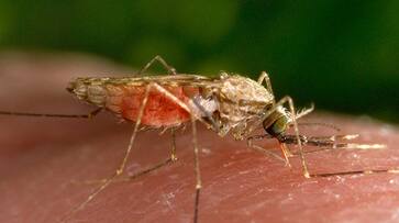 Ayurveda was effective against malaria & such diseases: Hungarian government-sponsored study