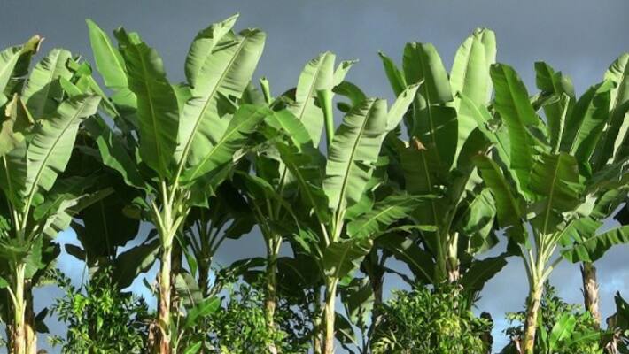 Here are three important diseases that affect the bananas and prevention. Here are three important diseases that affect the bananas and prevention.