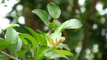 Are you a person who complains that the timing is not right? If these leaves are enough, nothing bad will happen.. Are you a person who complains that the timing is not right? If these leaves are enough, nothing bad will happen..
