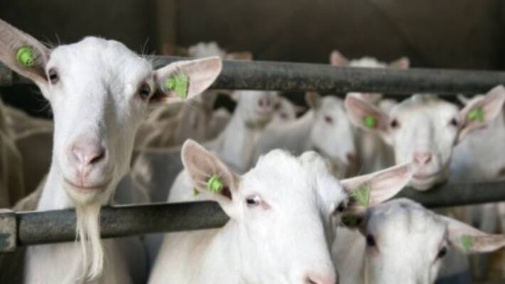 Digestive removal and vaccination to be done in sheep Digestive removal and vaccination to be done in sheep