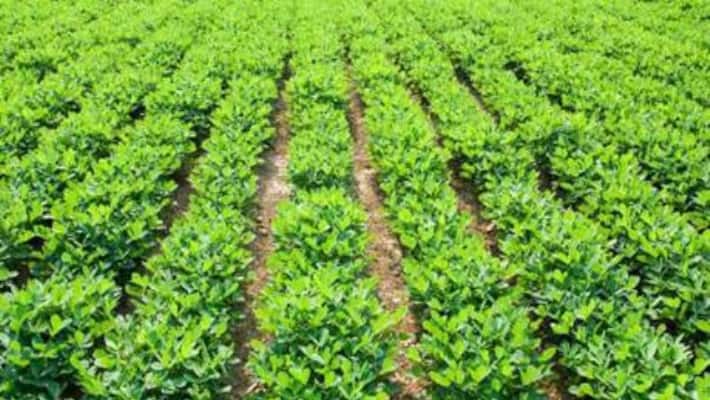 Getting the plant to the livestock is a good thing; Cost will be reduced ... Getting the plant to the livestock is a good thing; Cost will be reduced ...