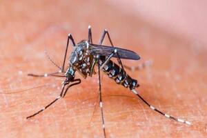 Dengue can occur anytime of the year say experts highlighting the need to stay vigilant for mosquitoes