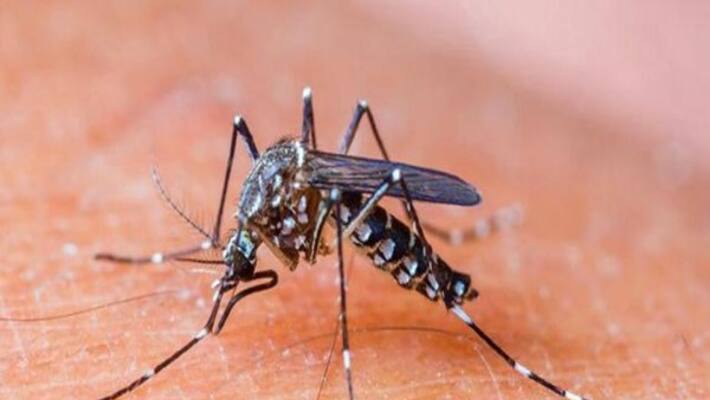 Dengue can occur anytime of the year say experts highlighting the need to stay vigilant for mosquitoes Dengue can occur anytime of the year say experts highlighting the need to stay vigilant for mosquitoes