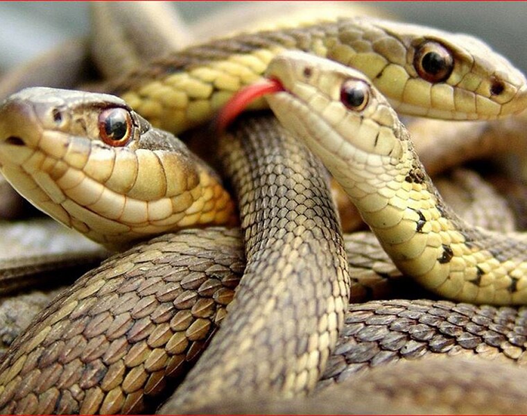 Man Bitten by Snake 37 Times in 37 years Seek Help at Chittoor - bsb