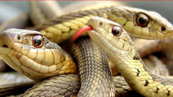 Farmers fear snake bites in Krishna Farmers fear snake bites in Krishna