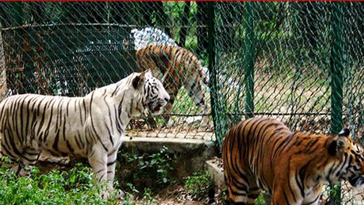 HC restricts development activities within 10 km surrounding Bannerghatta HC restricts development activities within 10 km surrounding Bannerghatta