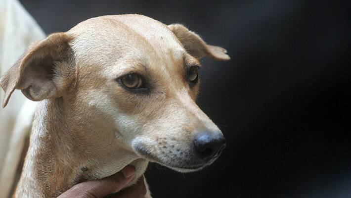 17 year old boy booked for killing stray dog in Mumbai 17 year old boy booked for killing stray dog in Mumbai