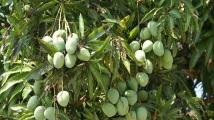 Here are the natural management methods to be carried out in the mango ... Here are the natural management methods to be carried out in the mango ...