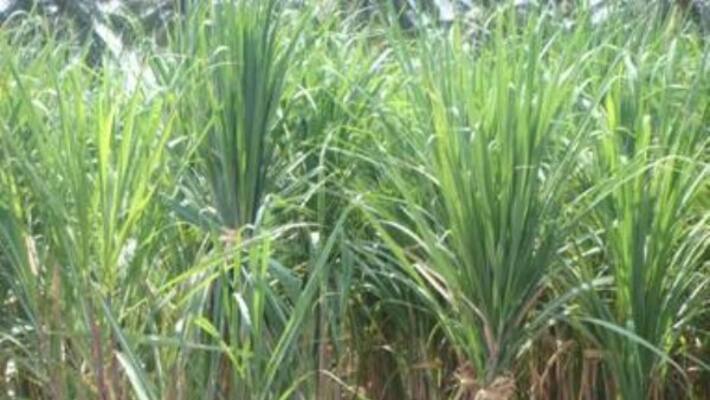 How to prepare compost fertilizer in sugar cane You can read this ... How to prepare compost fertilizer in sugar cane You can read this ...