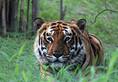 Poacher Sariska tigress Ranthambore to save dwindling big cat population for Rs 1.5 lakh