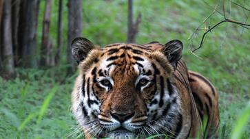 Poacher Sariska tigress Ranthambore to save dwindling big cat population for Rs 1.5 lakh