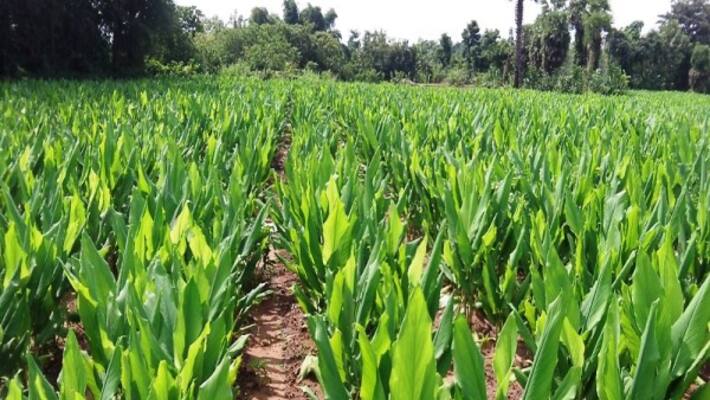 This is the reason for the microscopic defect in the yellow turmeric ... This is the reason for the microscopic defect in the yellow turmeric ...