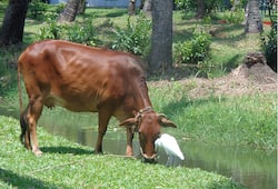 In Indian Tradition and Vedas Cows are saviour of Environment