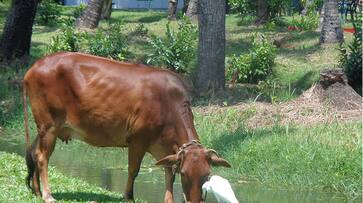 In Indian Tradition and Vedas Cows are saviour of Environment
