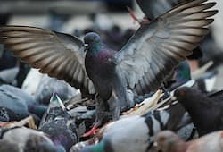 Pigeon menace Bengaluru Wildlife experts warn of poop hazards