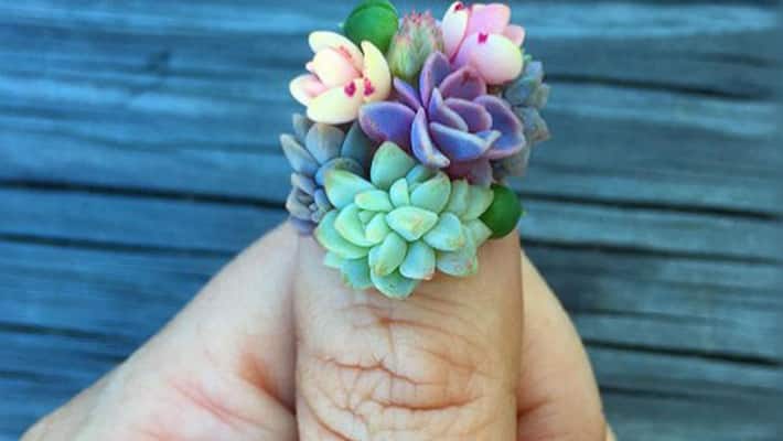 succulent nail arts succulent nail arts