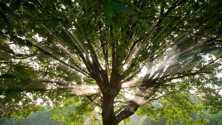 delhi is preparing to plant 31 lakh trees on its borders delhi is preparing to plant 31 lakh trees on its borders