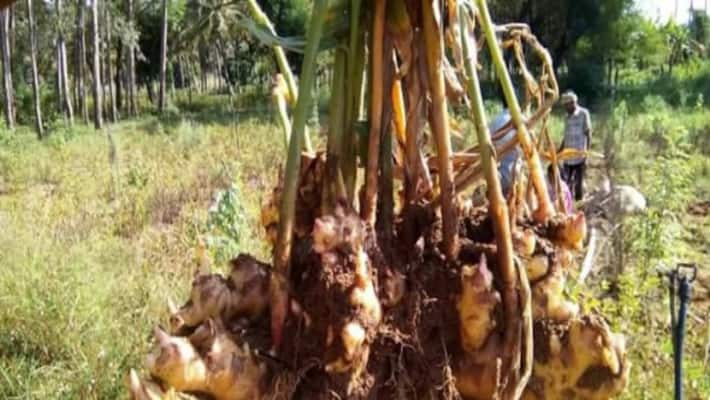 Do you know any additional attention during ginger cultivation? Do you know any additional attention during ginger cultivation?