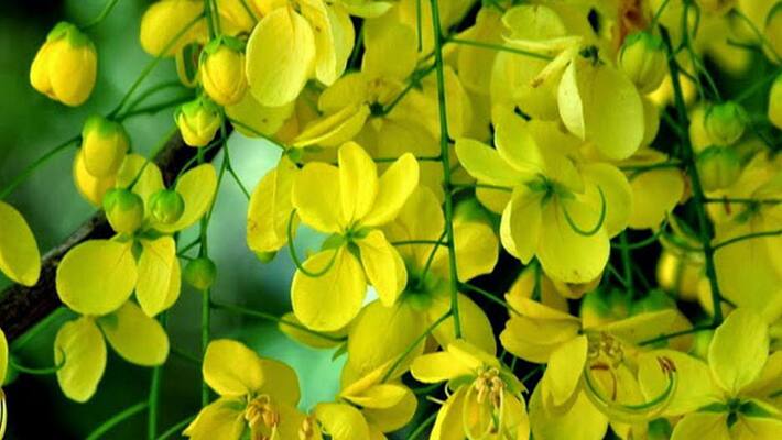 Vishu celebration in Kerala amid covid scare Vishu celebration in Kerala amid covid scare