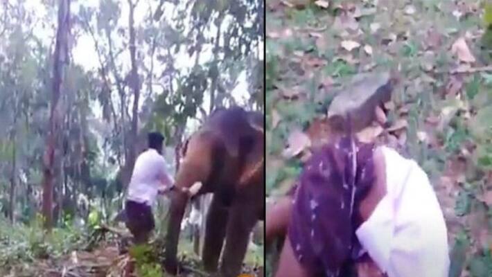 Baahubali stunt goes terribly wrong Kerala youth flung in the air after kissing elephant Baahubali stunt goes terribly wrong Kerala youth flung in the air after kissing elephant