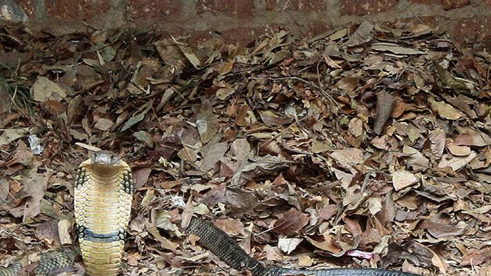King Cobra mating and nesting King Cobra mating and nesting